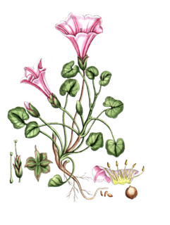 Convolvulus soldanella