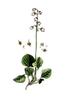 Pyrola rotundifolia