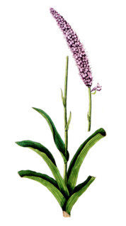 Orchis pyramidalis