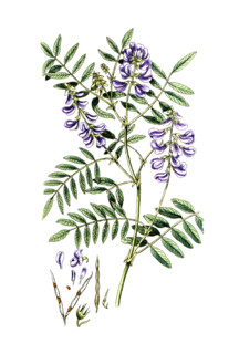 Galega officnalis