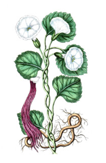 Convolvul turpetum