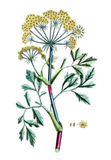 Bubon galbanum