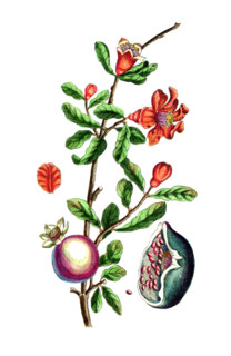 Punica granatum
