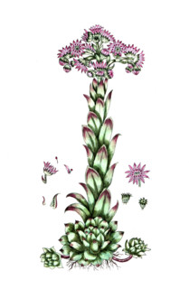 Sempervirum tectorum
