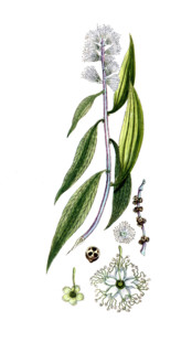 Melaleuca leucadendra