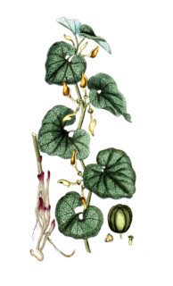 Aristotochia clematis