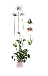 Parnassia palustris
