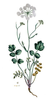 Parnassia palustris