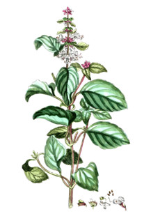 Ocimum basilicum