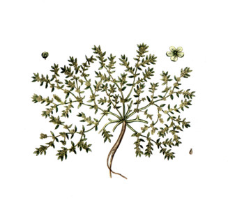 Herniaria glabra