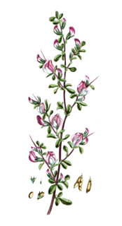 Herniaria glabra