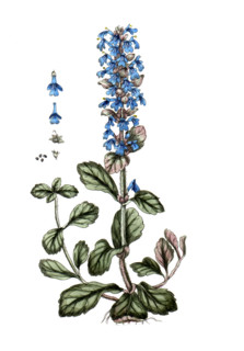 Ajuga reptans