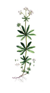 Asperula odorata