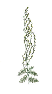 Artemisia santonicum
