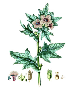 Hyoscyamus niger
