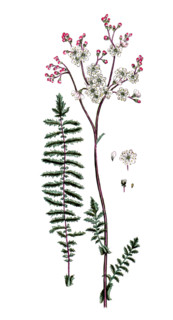 Spirea filipendula