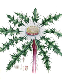 Carlina acaulis