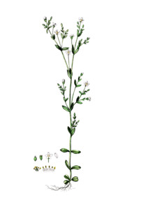 Linum catharticum
