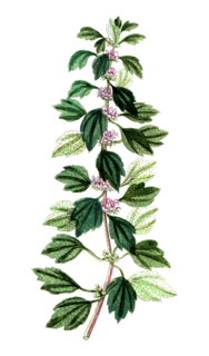 Leonurus cardiaca