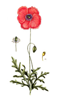 Papaver rhoeas