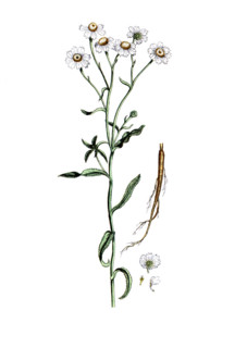 Achillea ptarmica