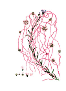 Cuscuta europaea