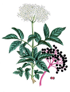 Spigelia anthelmia