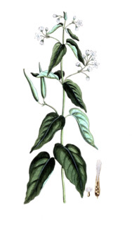 Vincetoxicum hirundinaria