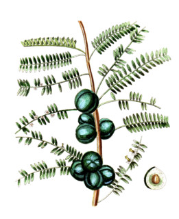 Phyllanthus emblica