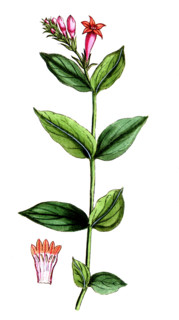 Spigelia marilandica