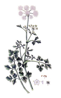 Bubon macedonicum