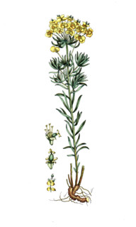 Euphorbia cyparissias