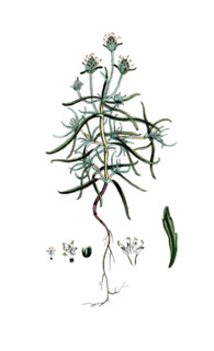 Plantago afra