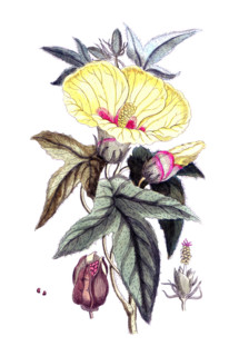 Orchis morio