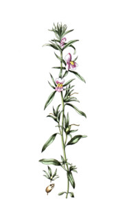 Anthirrinum orontium