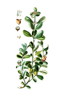 Buxus sempervirens