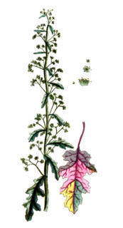 Dysphania botrys