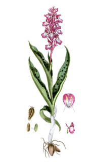 Orchis mascula