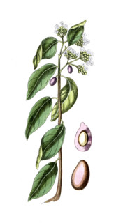 Laurus pichurim