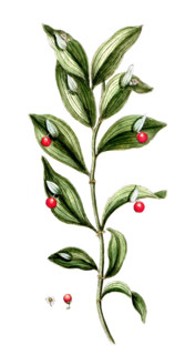 Ruscus hypoglossum