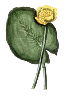 Nymphaea lutea