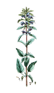 Dracocephalum moldavica