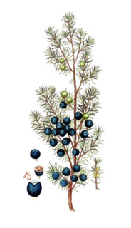 Juniperus thurifera