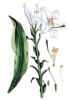 Lilium canchidum