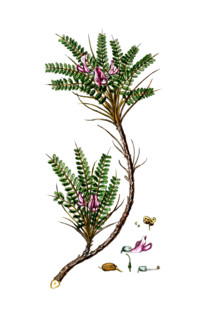 Astragalus tragacantha