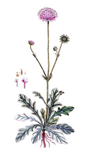 Scabiosa arvensis