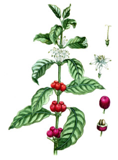 Coffea arabica