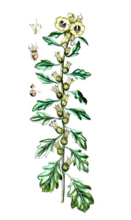 Spartium scoparium
