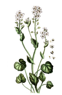 Cochlearia officinalis