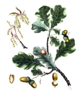 Quercus robur
